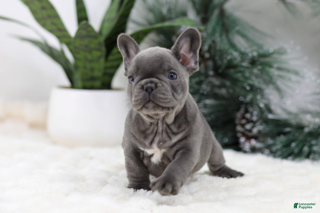 French Bulldog dogs for sale: Tara - Ad 6