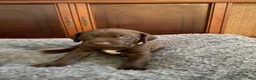 Mixed Breed dogs for sale: Mixed Breed 3 - Ad 6