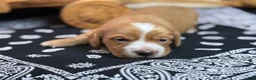 Miniature Dachshund dogs for sale: Dark cream - Blaze - Ad 13