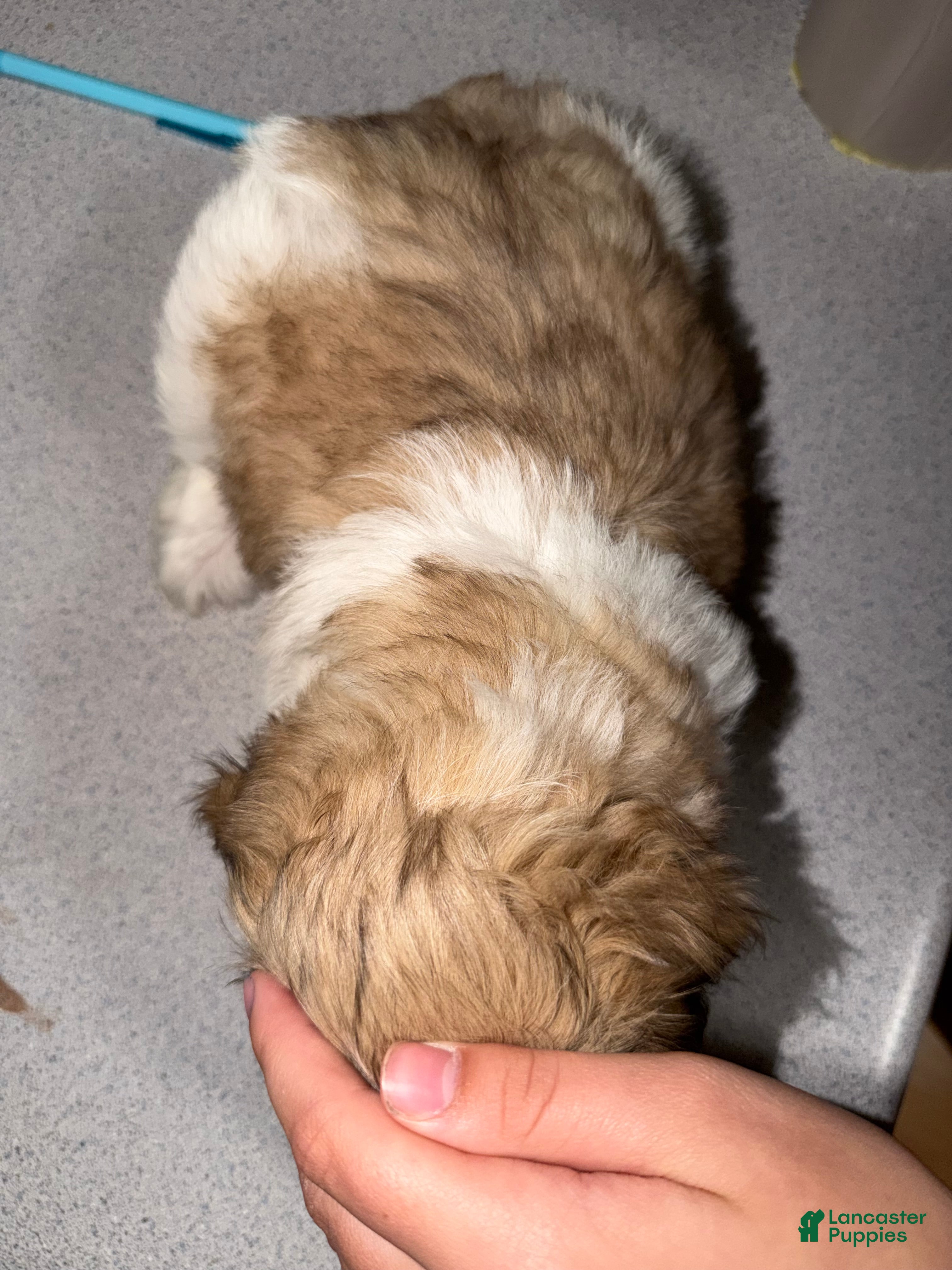 Mixed Breed dogs Girl 2 - Ad 2