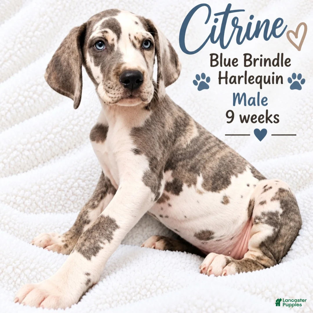 Great Dane dogs for sale: Citrine - Ad 1