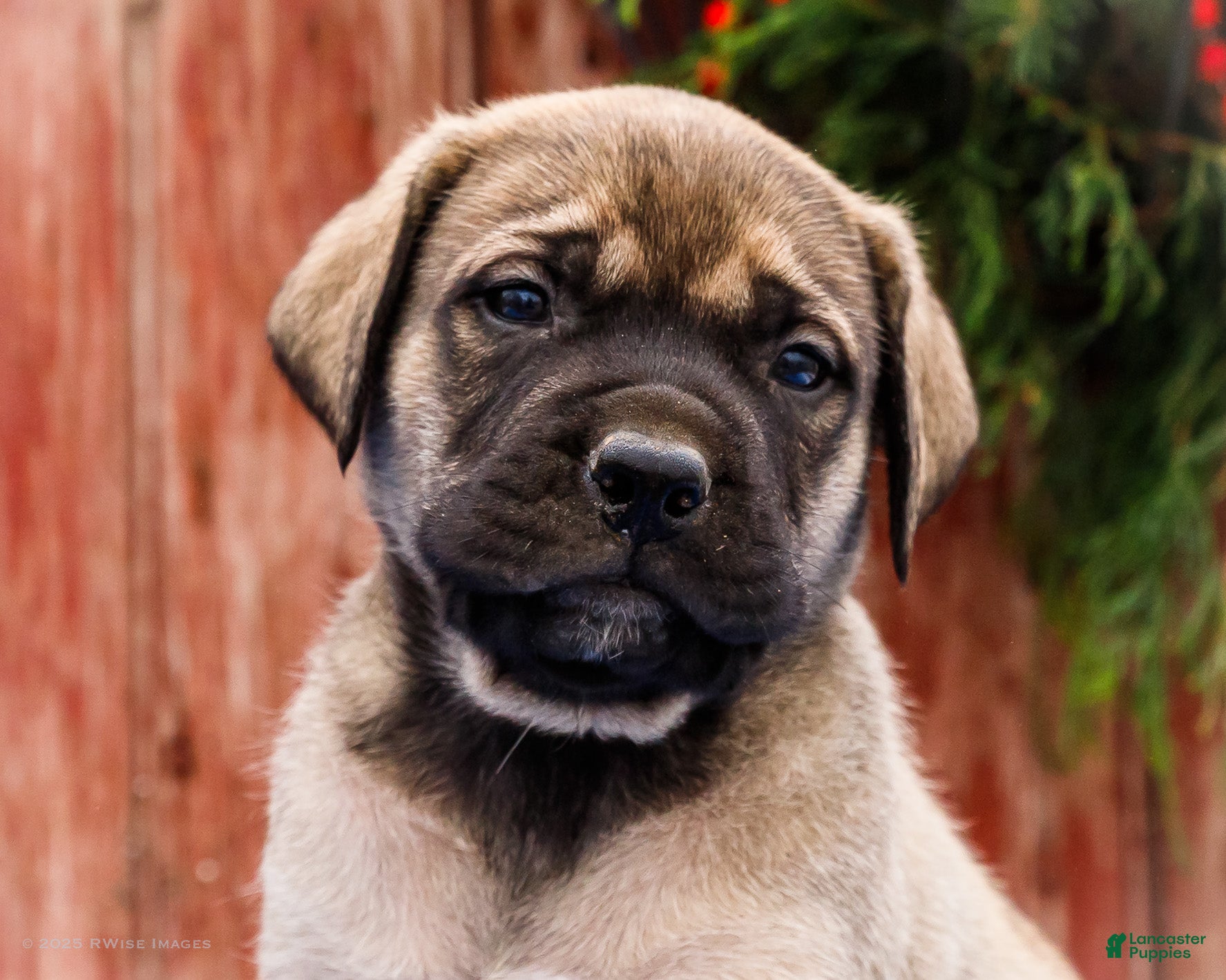 English Mastiff dogs Zack - Ad 2