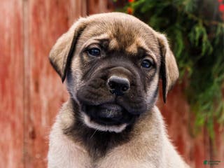 English Mastiff dogs Zack - Ad 1