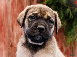 English Mastiff dogs Zack - Ad 40