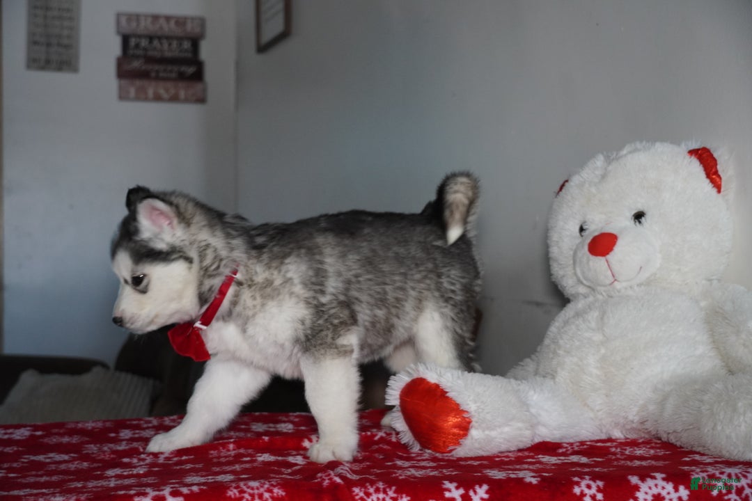 Siberian Husky dogs for sale: Aspen - Ad 4