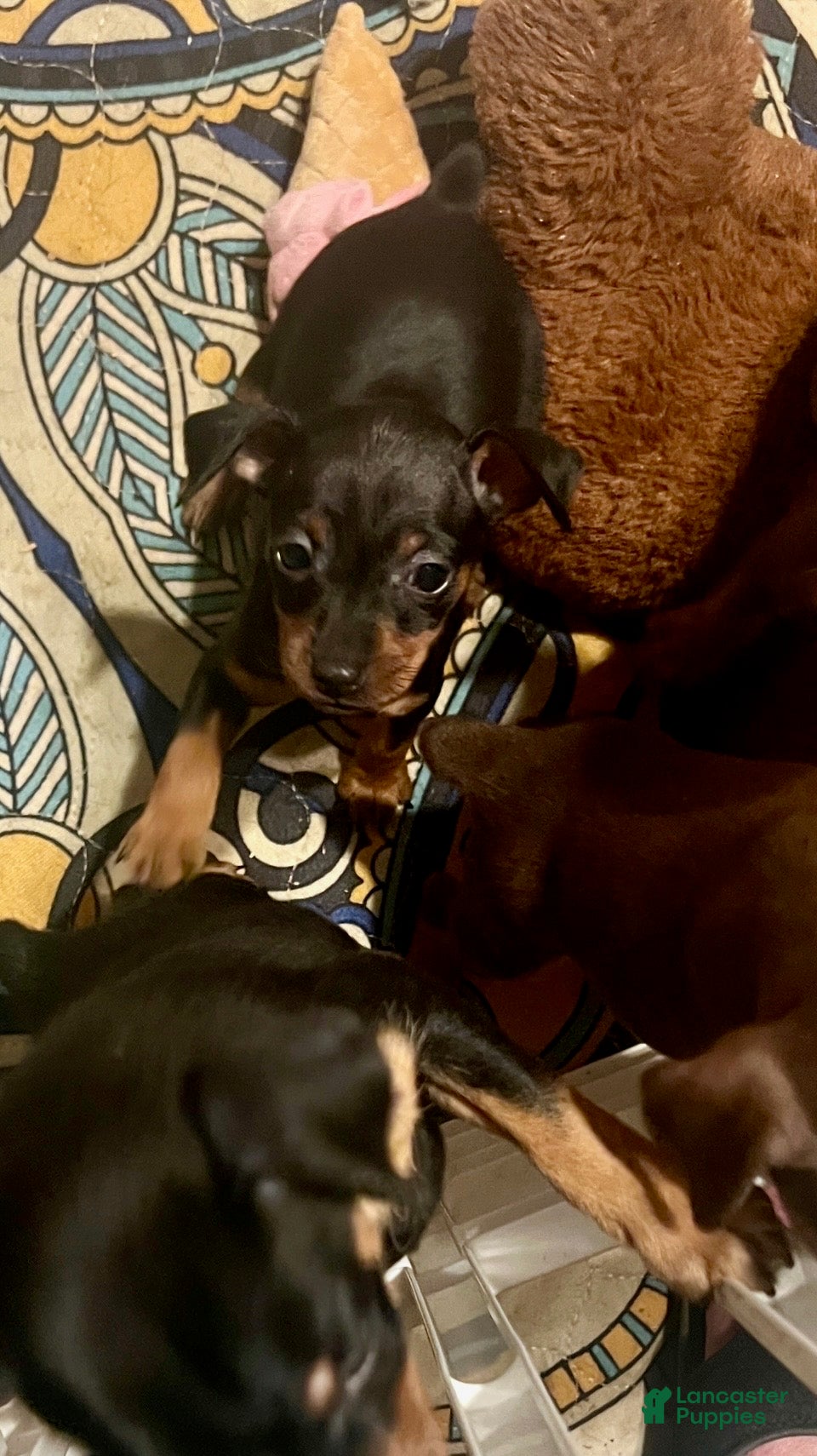 Miniature Pinscher dogs Sprinkles - Ad 1