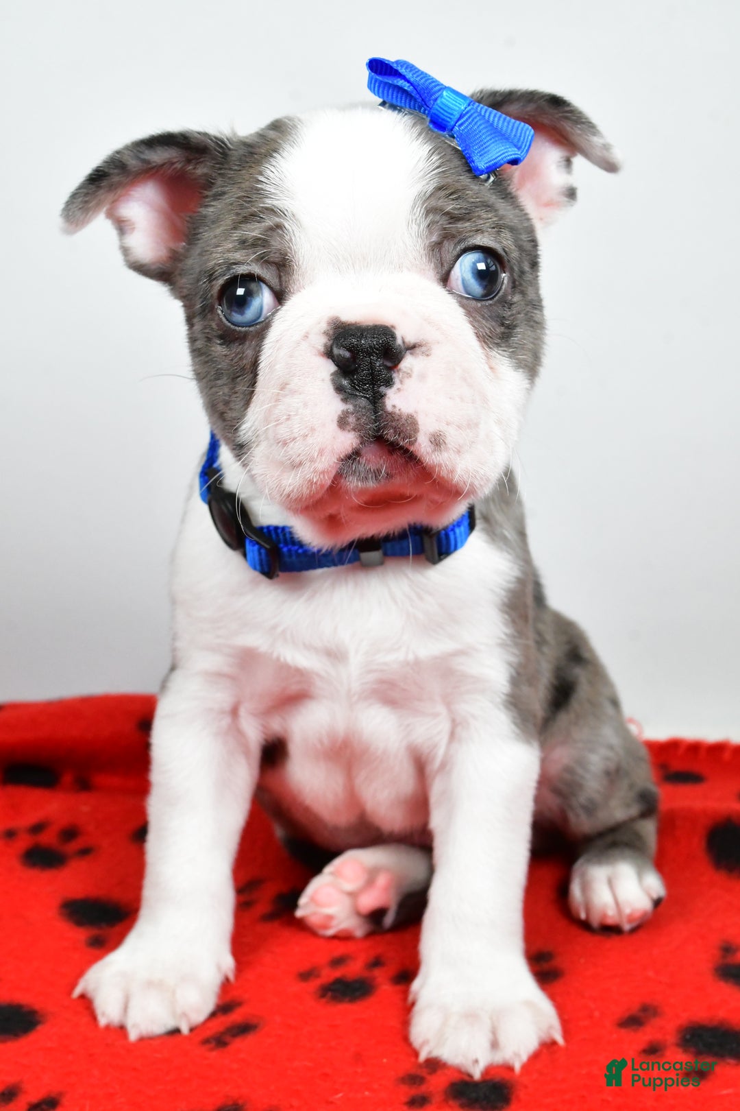 Mixed Breed dogs for sale: Scout - Ad 10