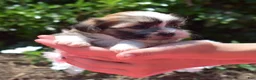Teddy Bear dogs for sale: Chipmunk  - Ad 4