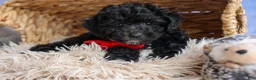 Bichpoo dogs for sale: NOEL - Ad 5