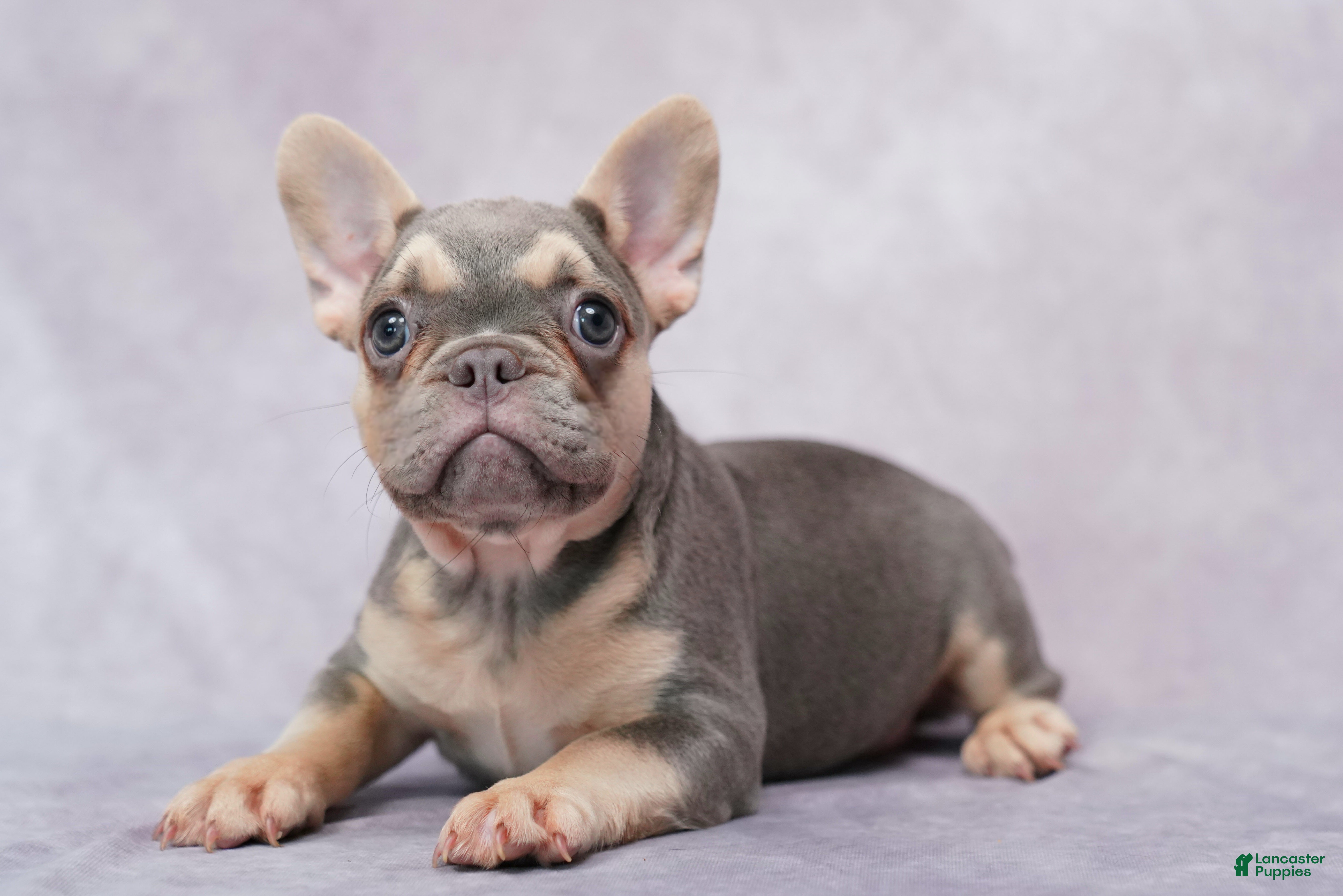 French Bulldog dogs Brianna - Ad 2