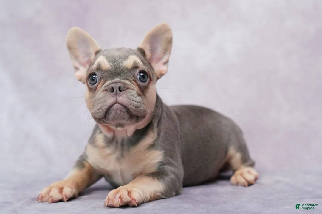French Bulldog dogs for sale: Brianna - Ad 2