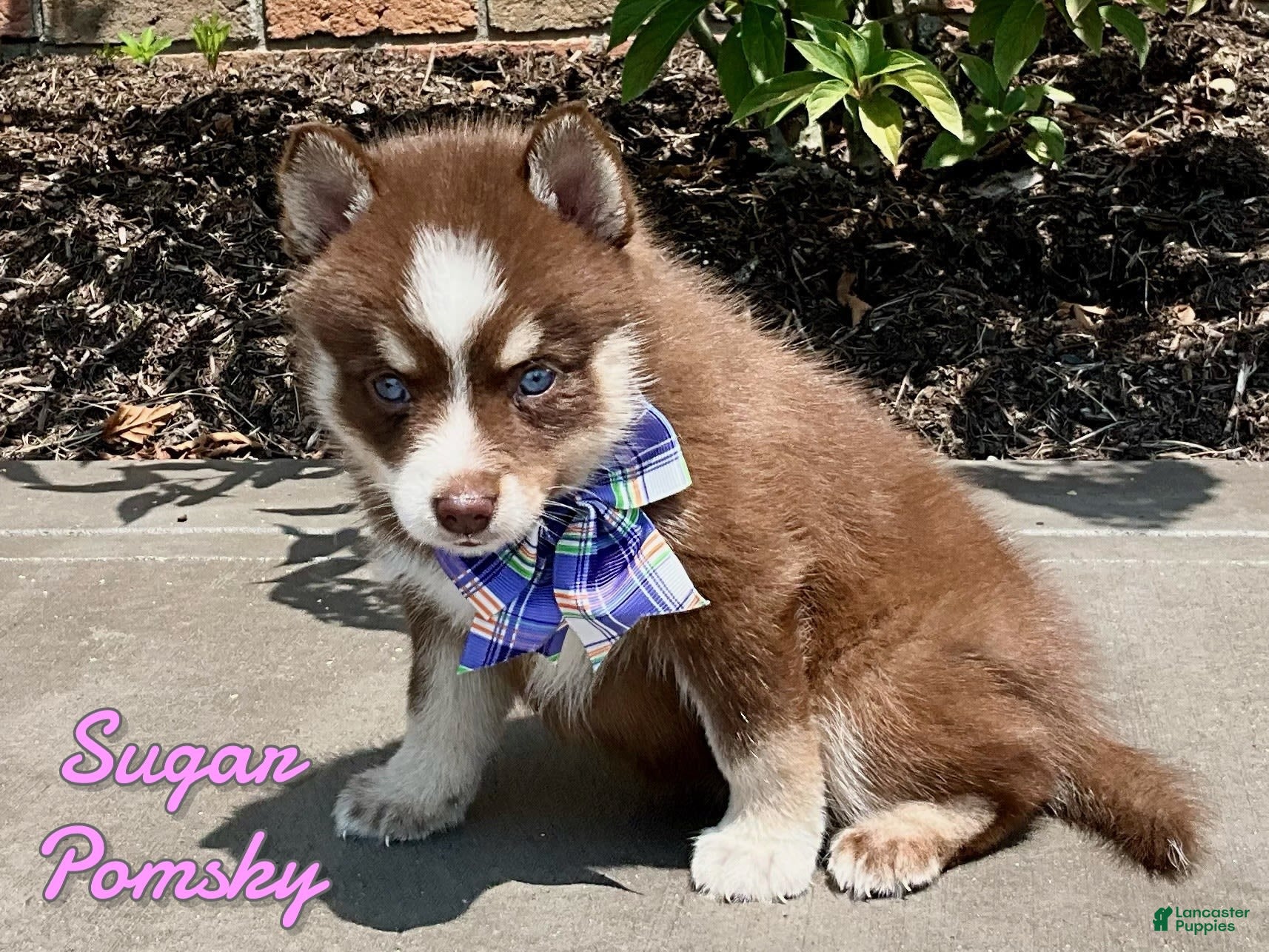 Pomsky dogs Sugar - Ad 36