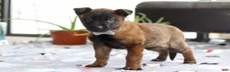 Belgian Malinois dogs for sale: Kaiden - Ad 4