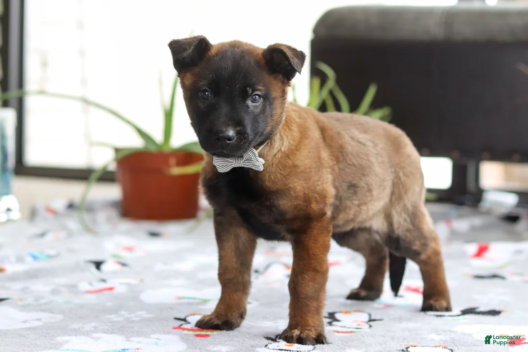 Belgian Malinois dogs for sale: Kaiden - Ad 4