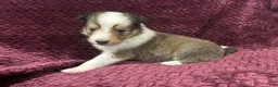 Shetland Sheepdog dogs for sale: Dalia - Ad 7