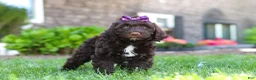 Portuguese Water Dog dogs for sale: Hailey - Ad 5