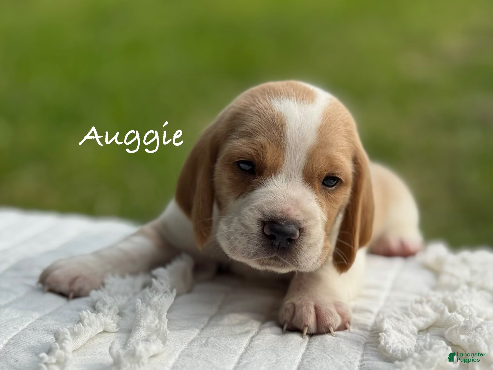 Beagle dogs Auggie - Ad 1