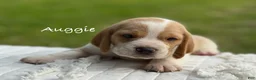 Beagle dogs for sale: Auggie - Ad 1