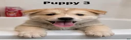 Mixed Breed dogs for sale: Mixed Breed 3 - Ad 1