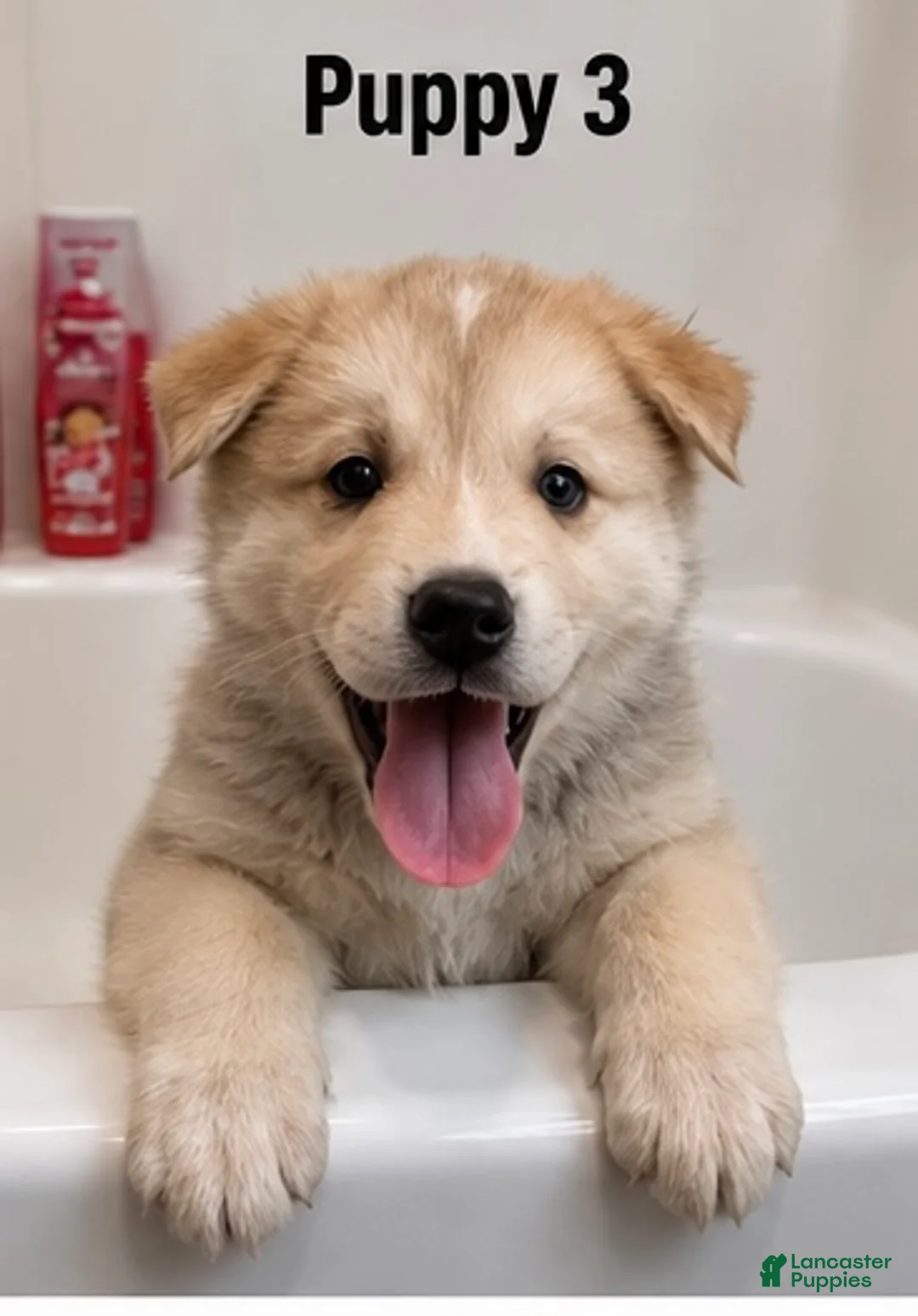 Mixed Breed dogs for sale: Mixed Breed 3 - Ad 1