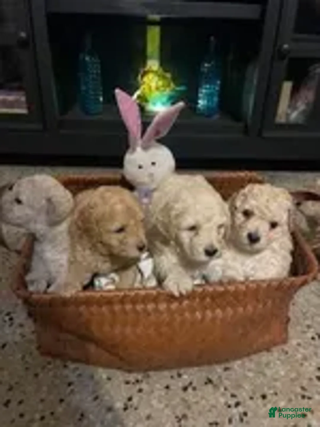 Bichpoo dogs for sale: Bichpoo Cutie Pie 2 - Ad 2