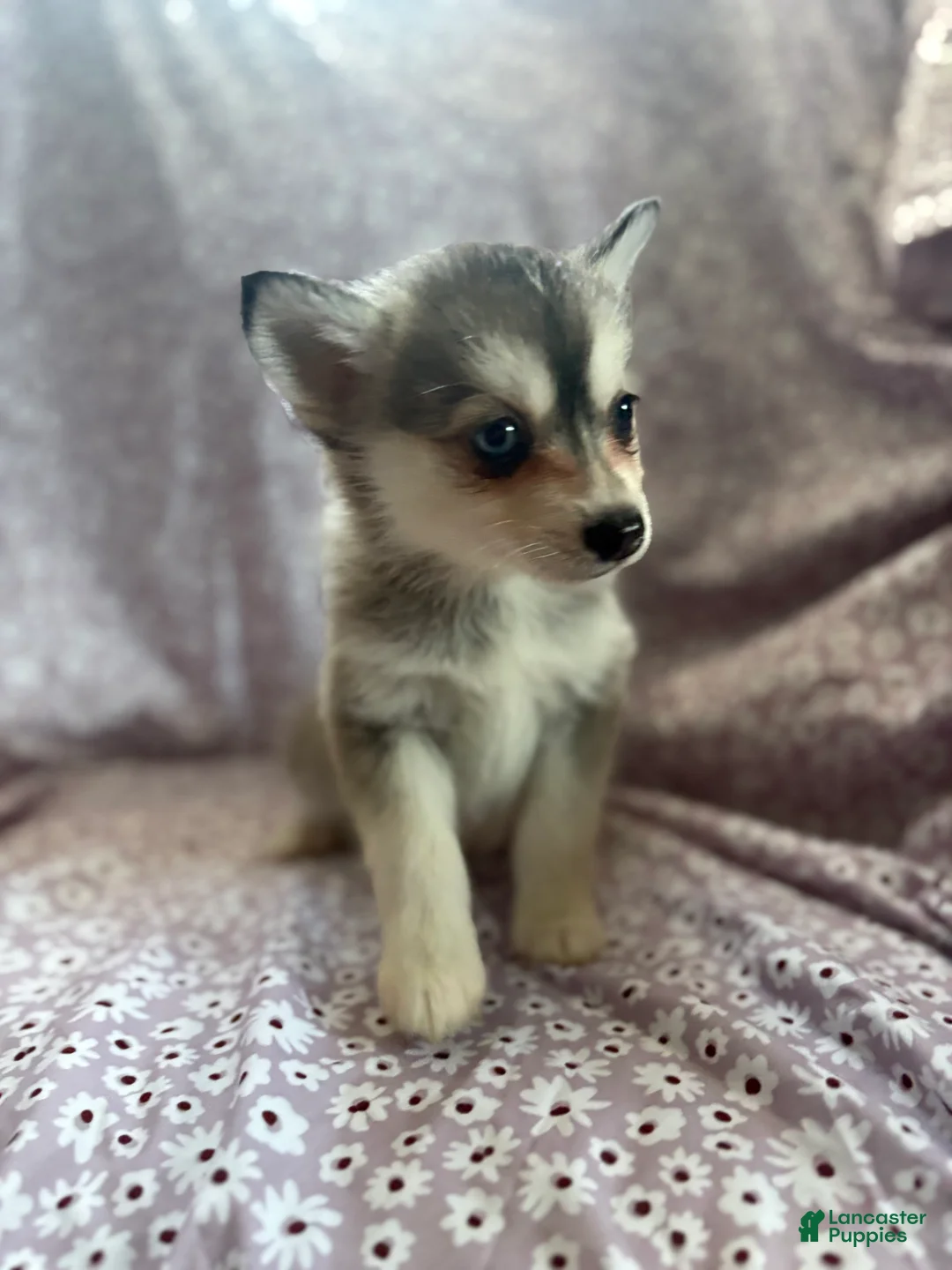Pomsky dogs for sale: Kiara Puppy 6 - Ad 3