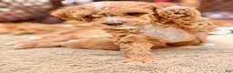 Mini Goldendoodle dogs for sale: Mini Goldendoodle 3.Rocky - Ad 2