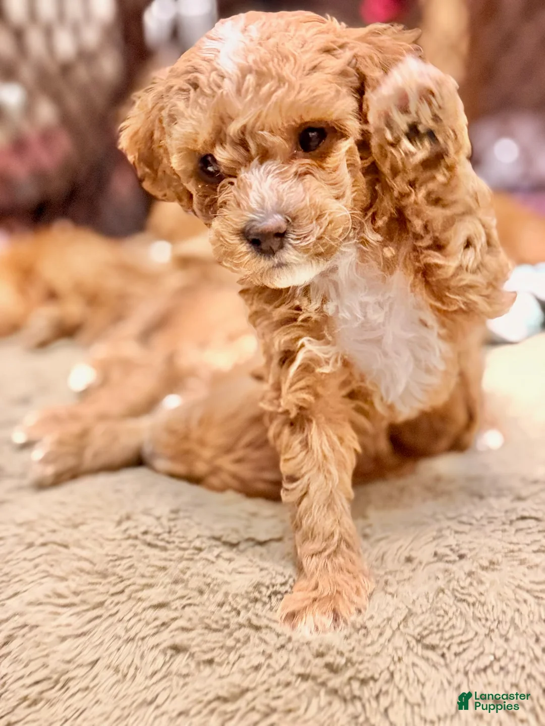 Mini Goldendoodle dogs for sale: Mini Goldendoodle 3.Rocky - Ad 2