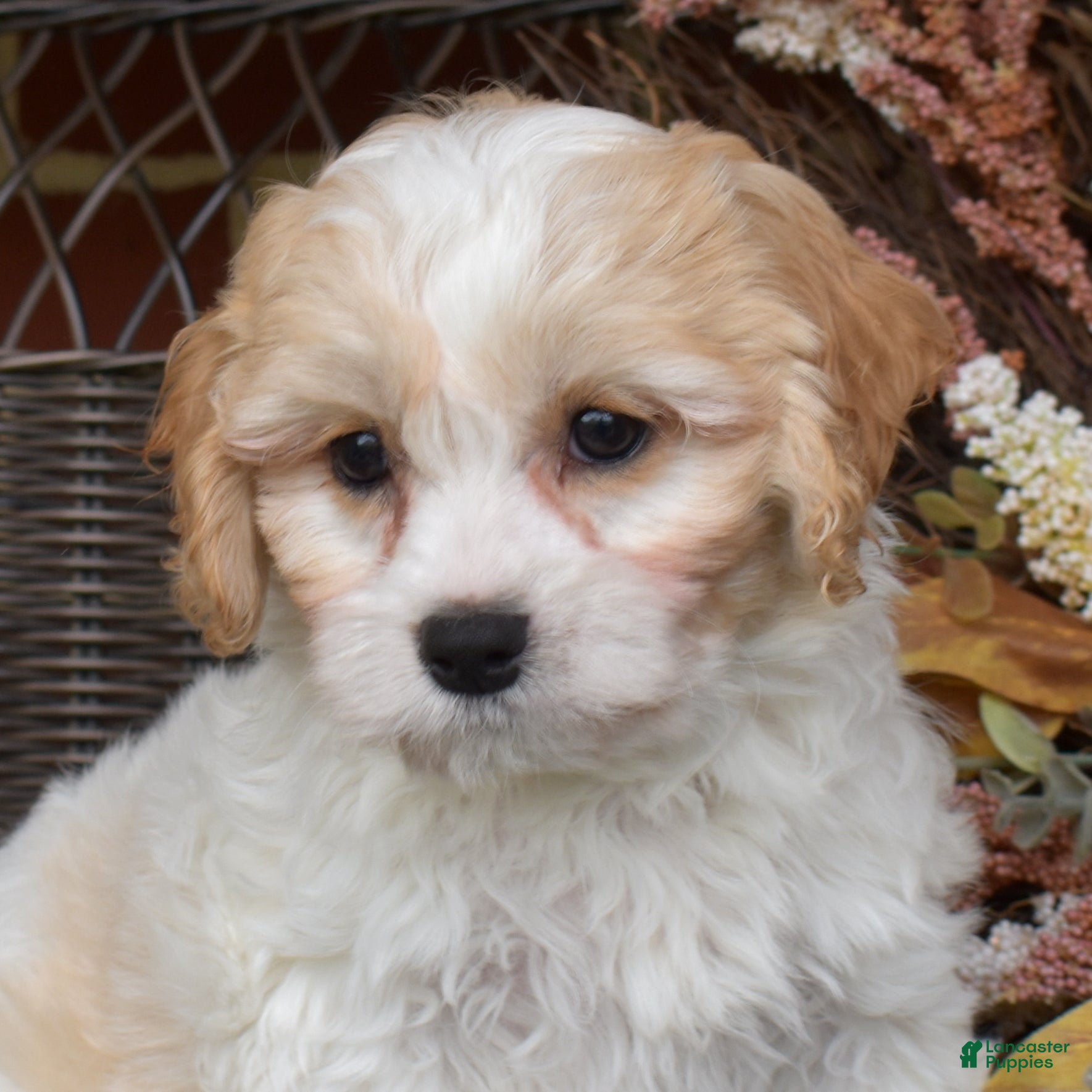 Cavachon dogs Latte - Ad 1