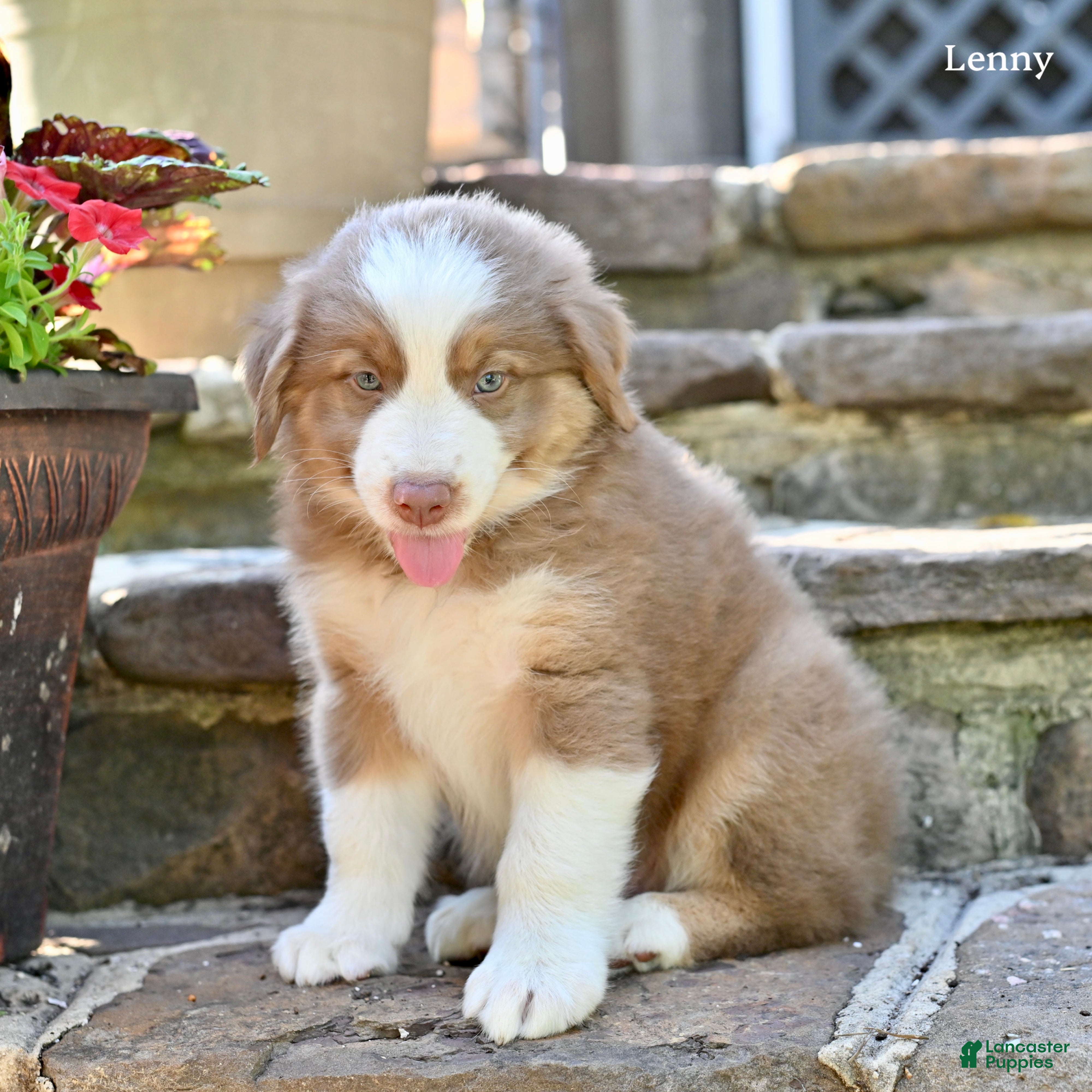 Australian Shepherd dogs Lenny - Ad 1