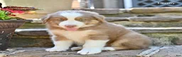 Australian Shepherd dogs for sale: Lenny - Ad 1