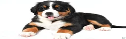 Bernese Mountain Dog dogs for sale: Paige - Ad 3