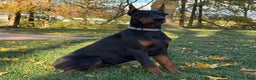 Doberman Pinscher dogs for sale: Selene - Ad 2