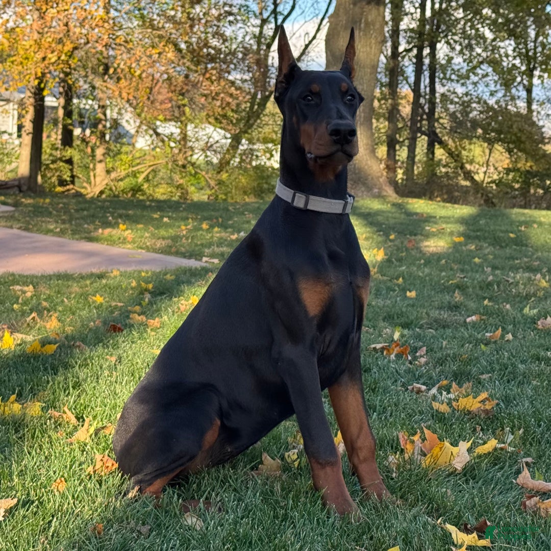 Doberman Pinscher dogs for sale: Selene - Ad 2