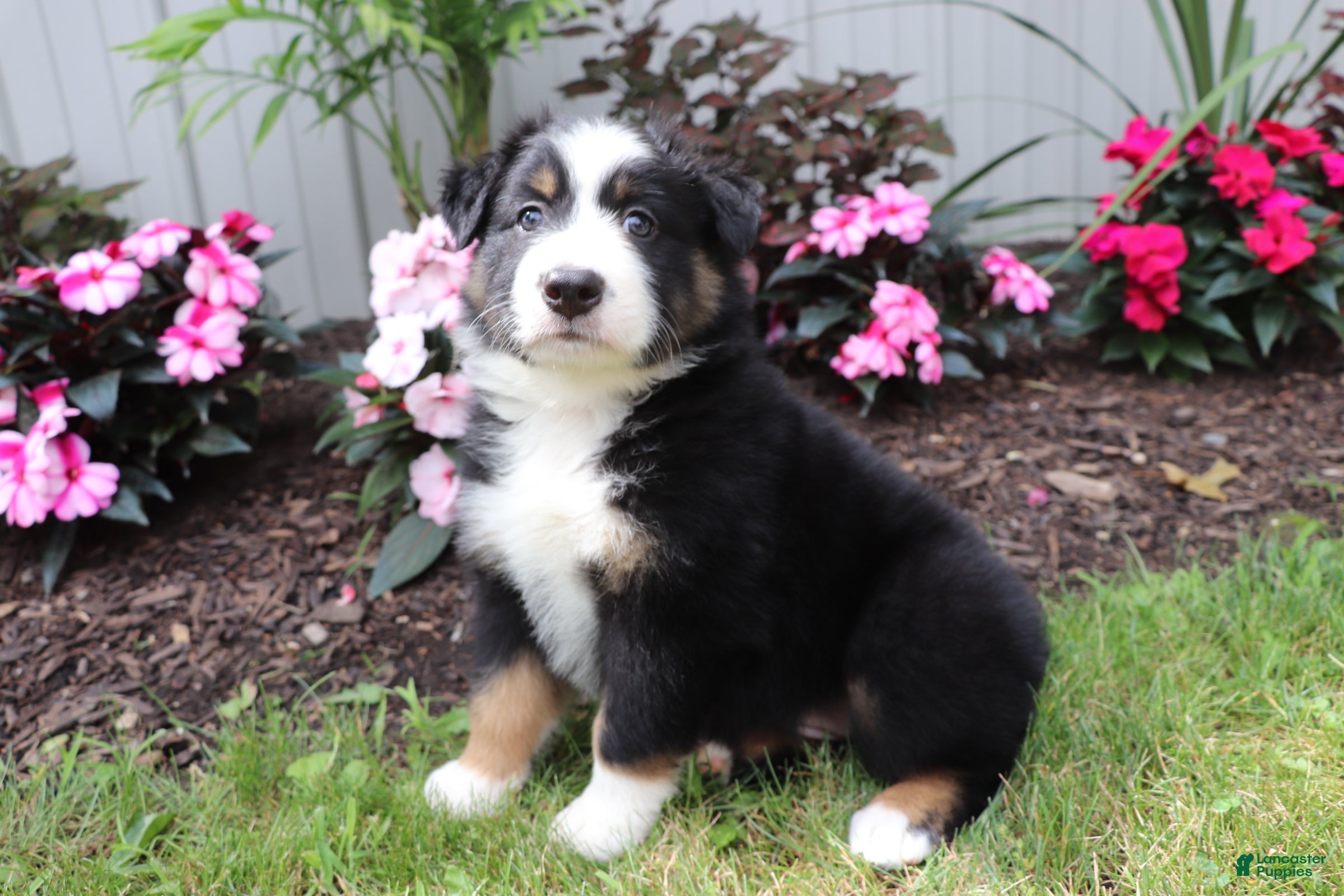 Australian Shepherd dogs for sale: Blackie - Ad 3