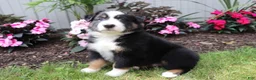 Australian Shepherd dogs for sale: Blackie - Ad 1