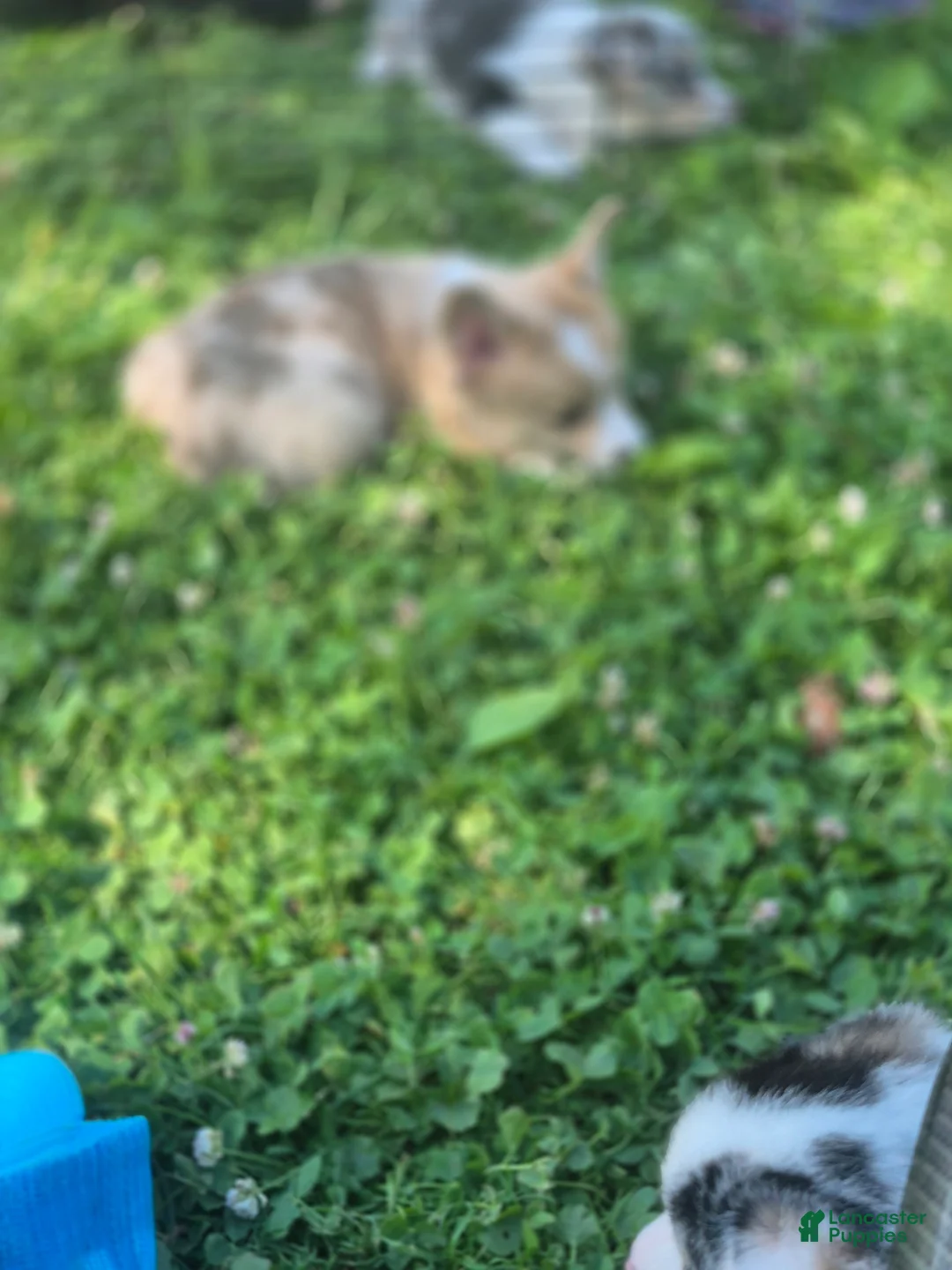 Welsh Corgi Pembroke dogs for sale: Tinkerbell - Ad 2