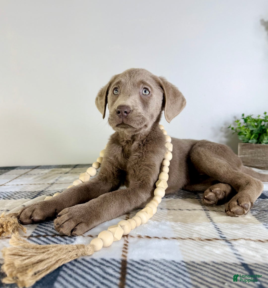 Labrador Retriever dogs for sale: AKC Lainey - Ad 5