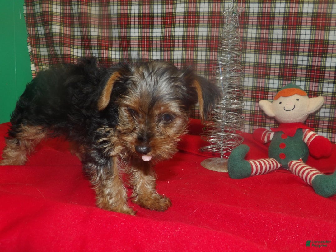 Yorkshire Terrier dogs for sale: Maxine - Ad 3