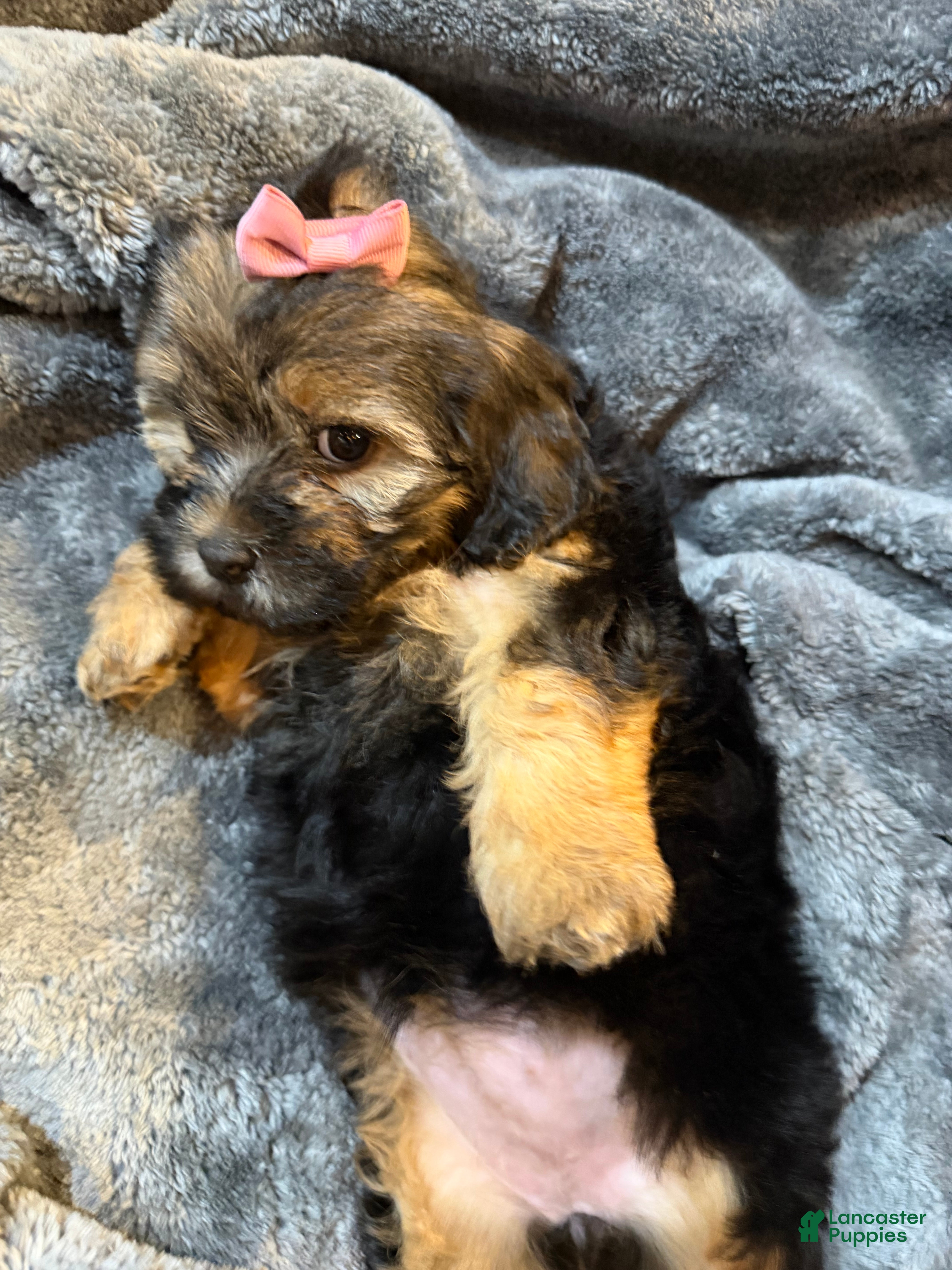 Mixed Breed dogs Pepper  - Ad 2