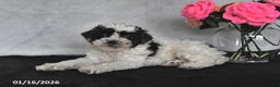 Miniature Poodle dogs for sale: Tina - Ad 3