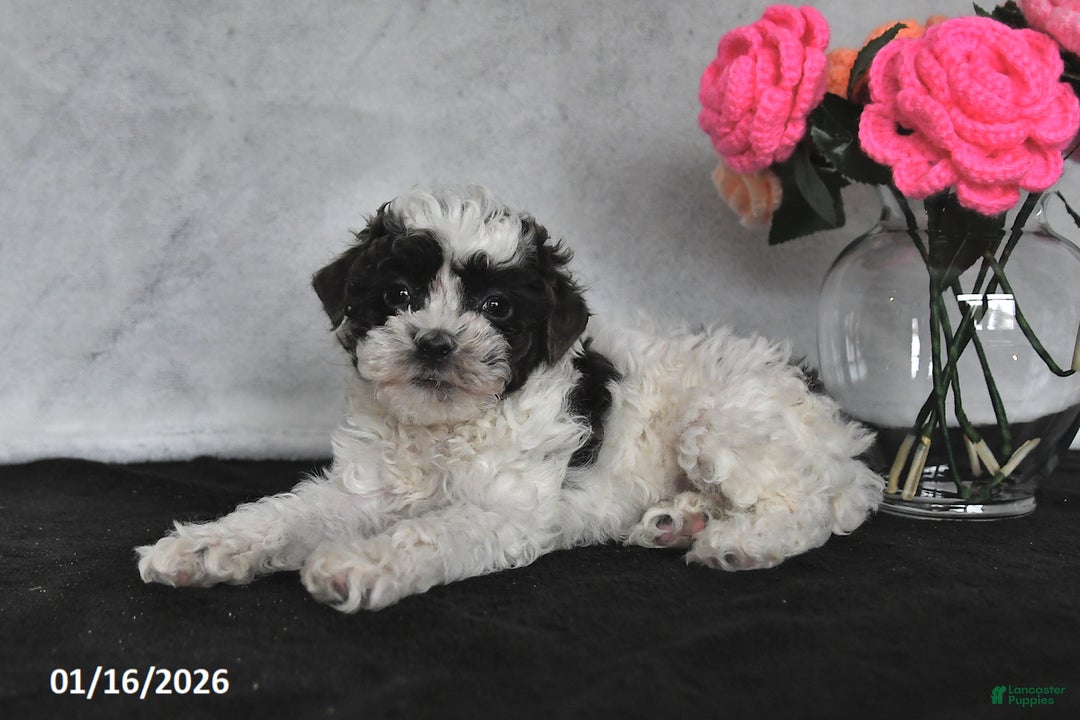 Miniature Poodle dogs for sale: Tina - Ad 3