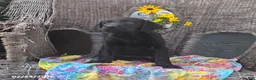 Labrador Retriever dogs for sale: Kathy - Ad 6