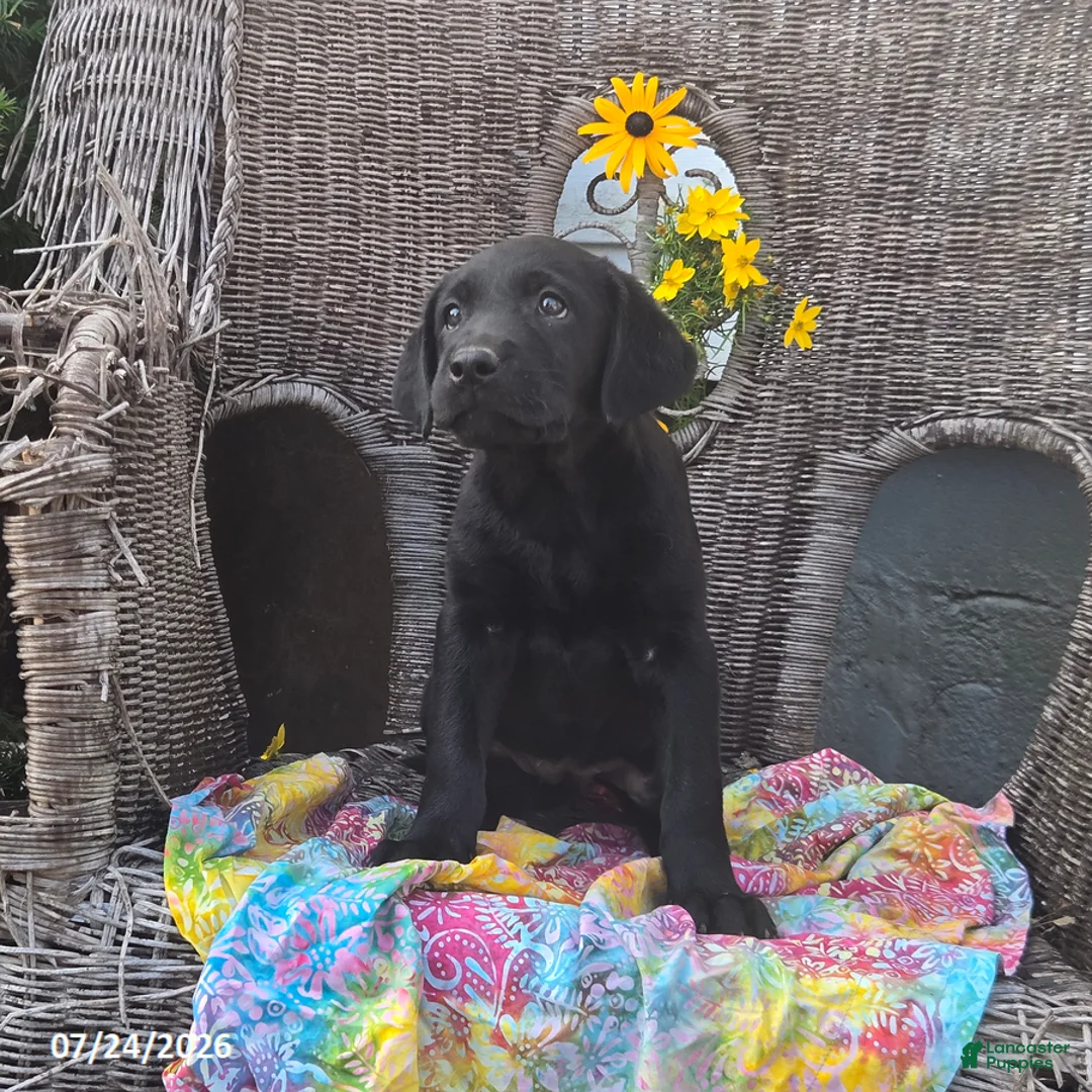 Labrador Retriever dogs for sale: Kathy - Ad 6