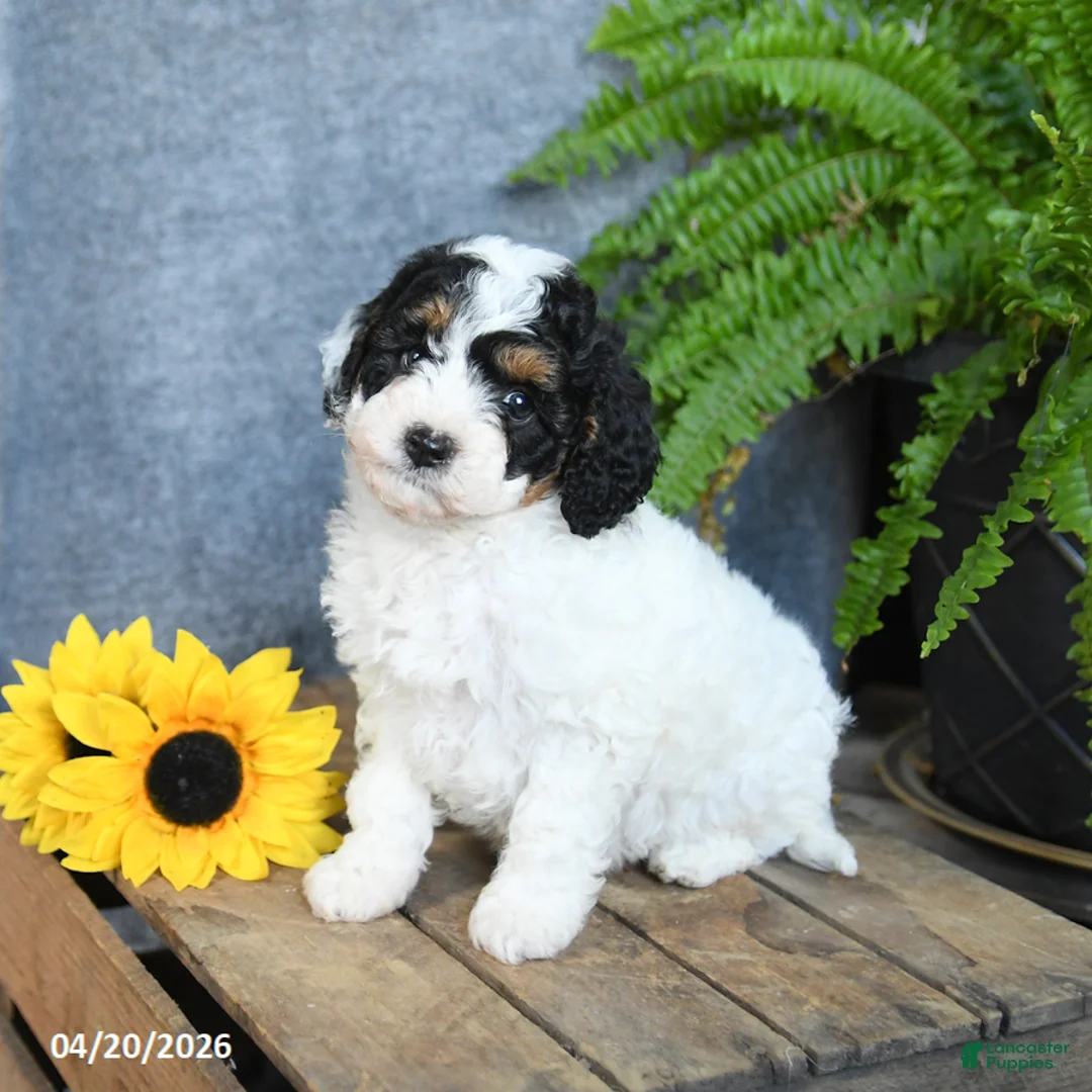 Cavachon dogs for sale: Oreo - Ad 2