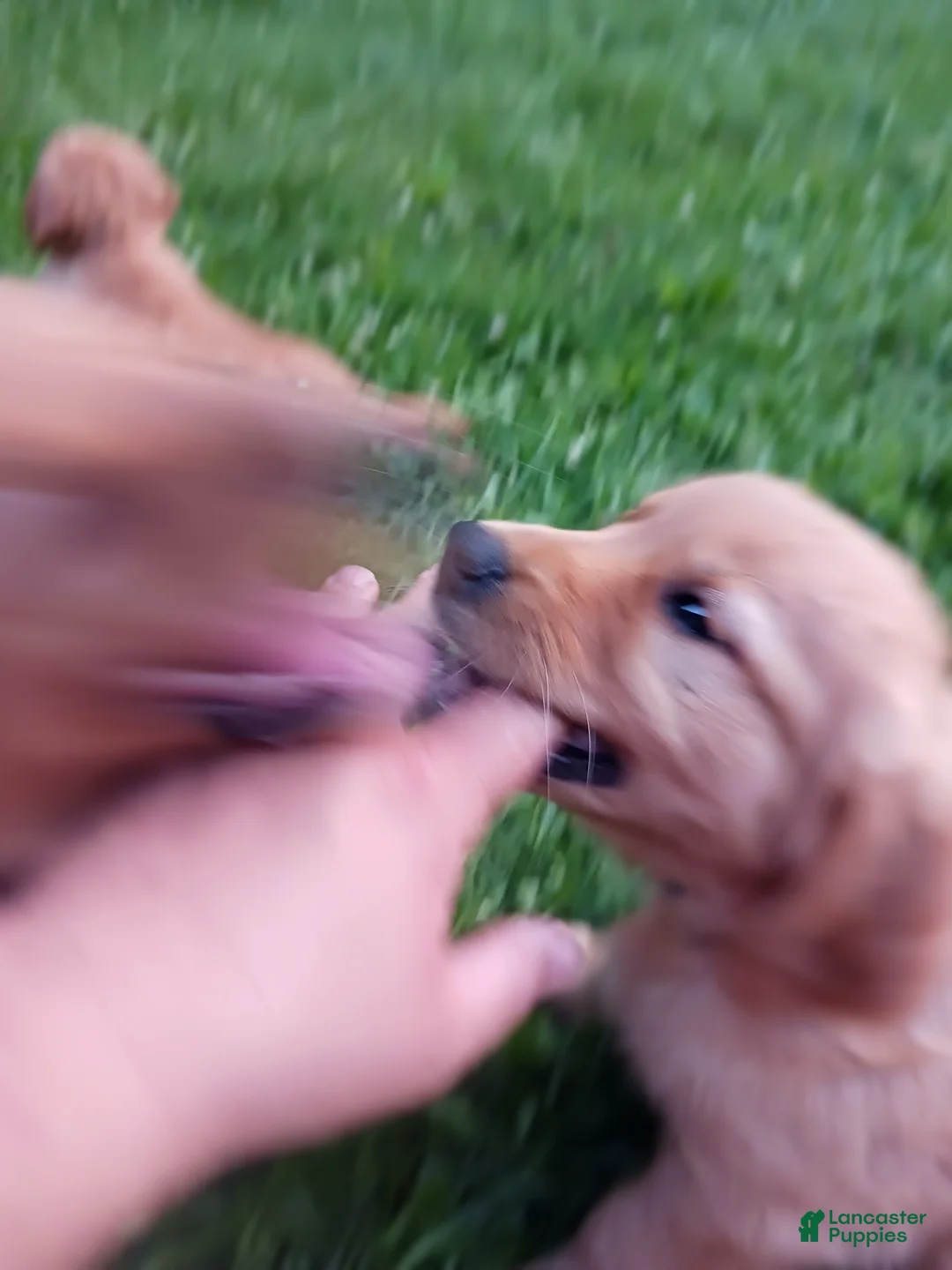 Golden Retriever dogs for sale: Apollo - Ad 2