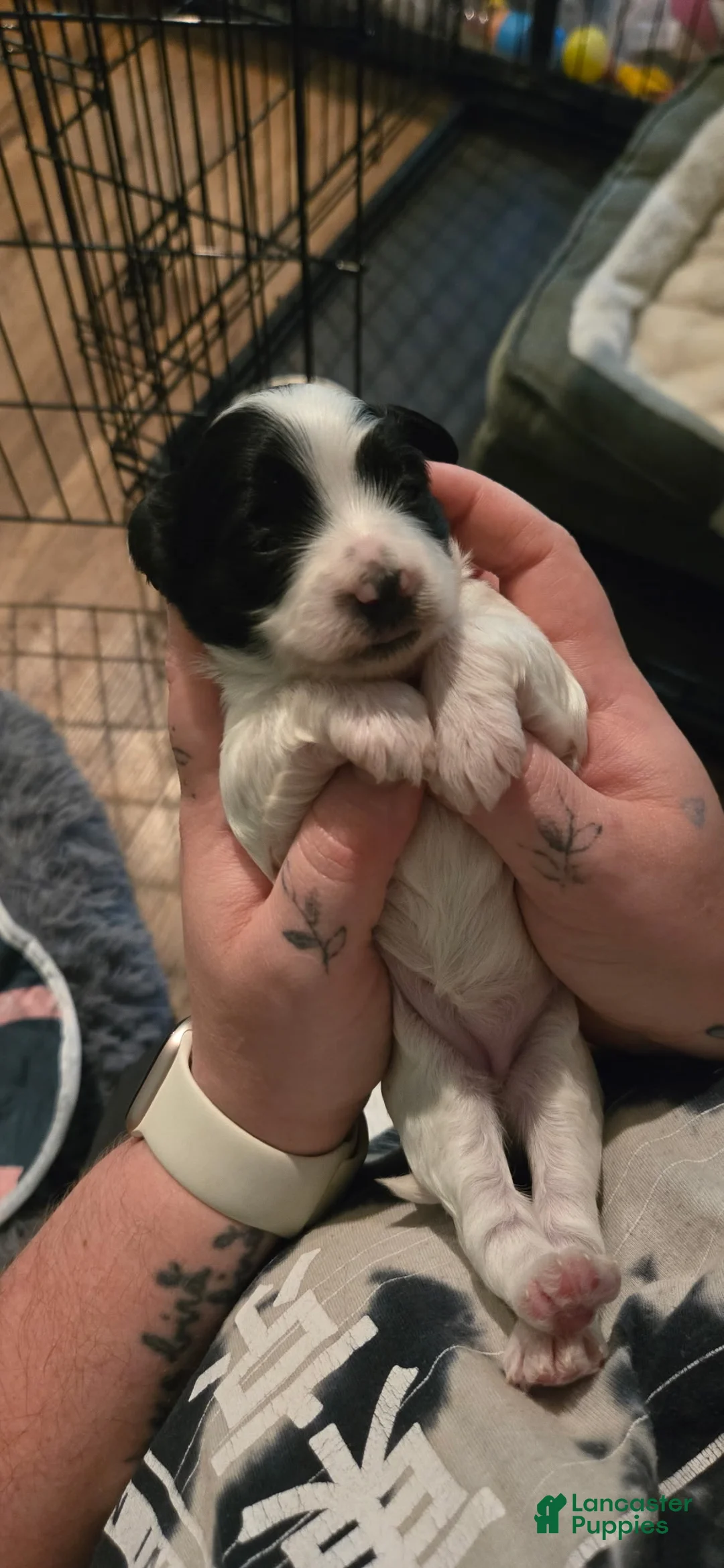 Bichpoo dogs for sale: Domino - Ad 2