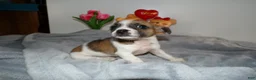 Chihuahua dogs for sale: Chihuahua Puppy 2 Lovette - Ad 1