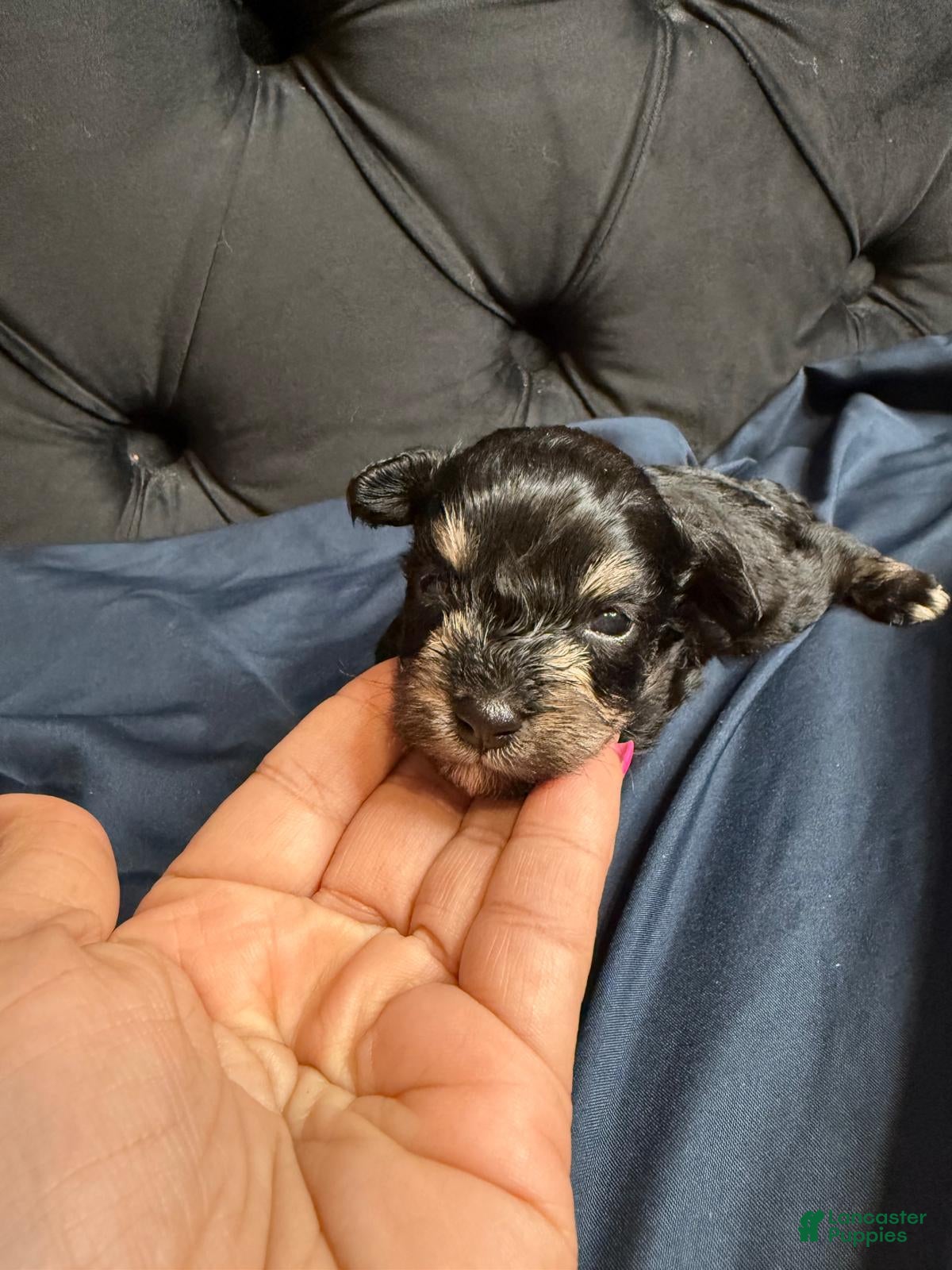 Miniature Schnauzer dogs for sale: Tom - Ad 2
