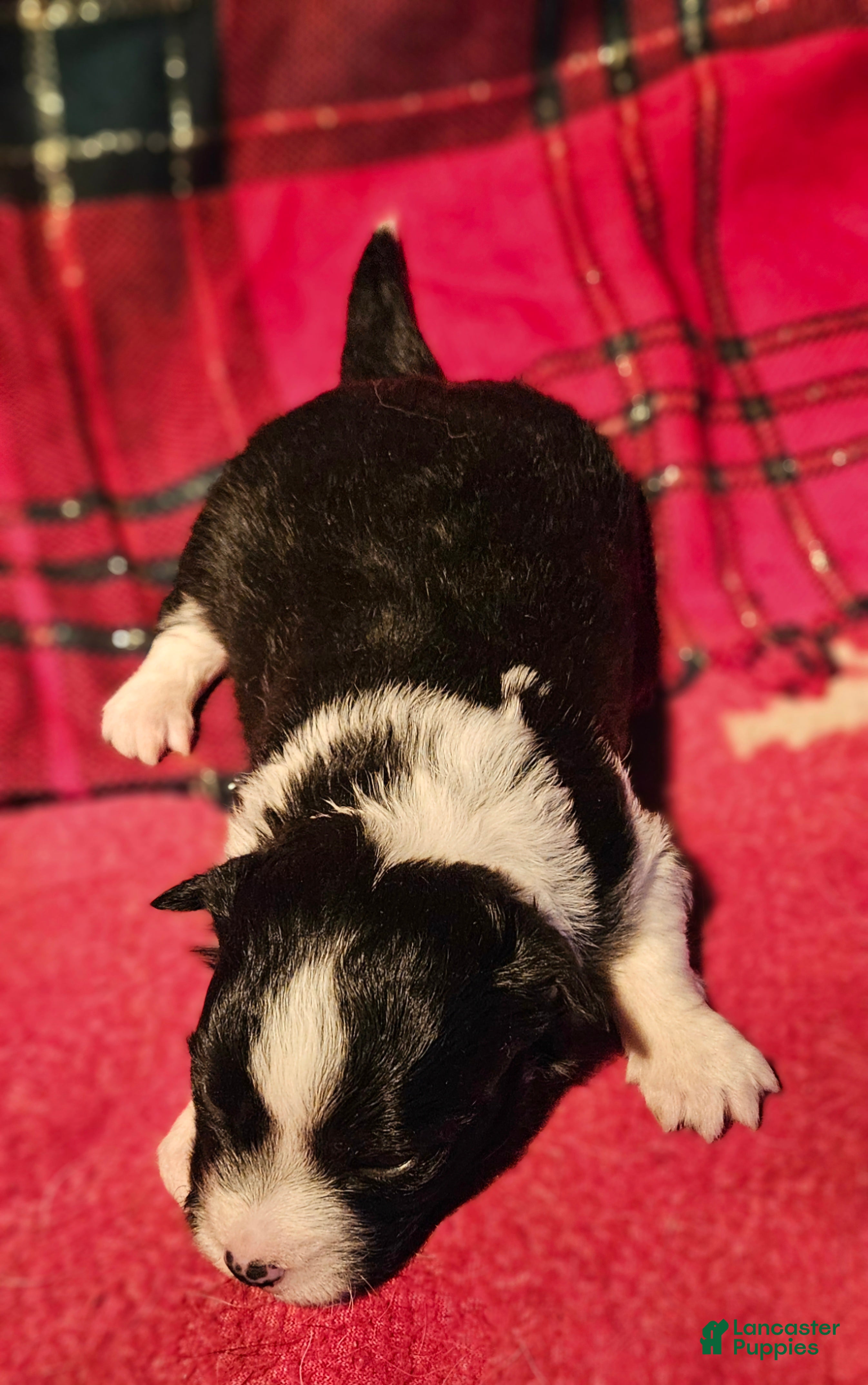 Chihuahua dogs Freddie - Ad 26